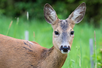 Close-up portrait of deer