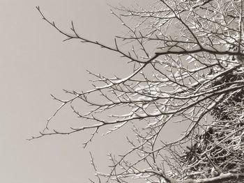 Low angle view of bare tree against sky