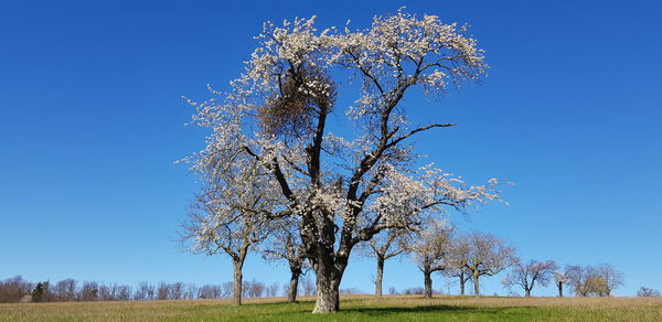 Tree on field against clear blue sky