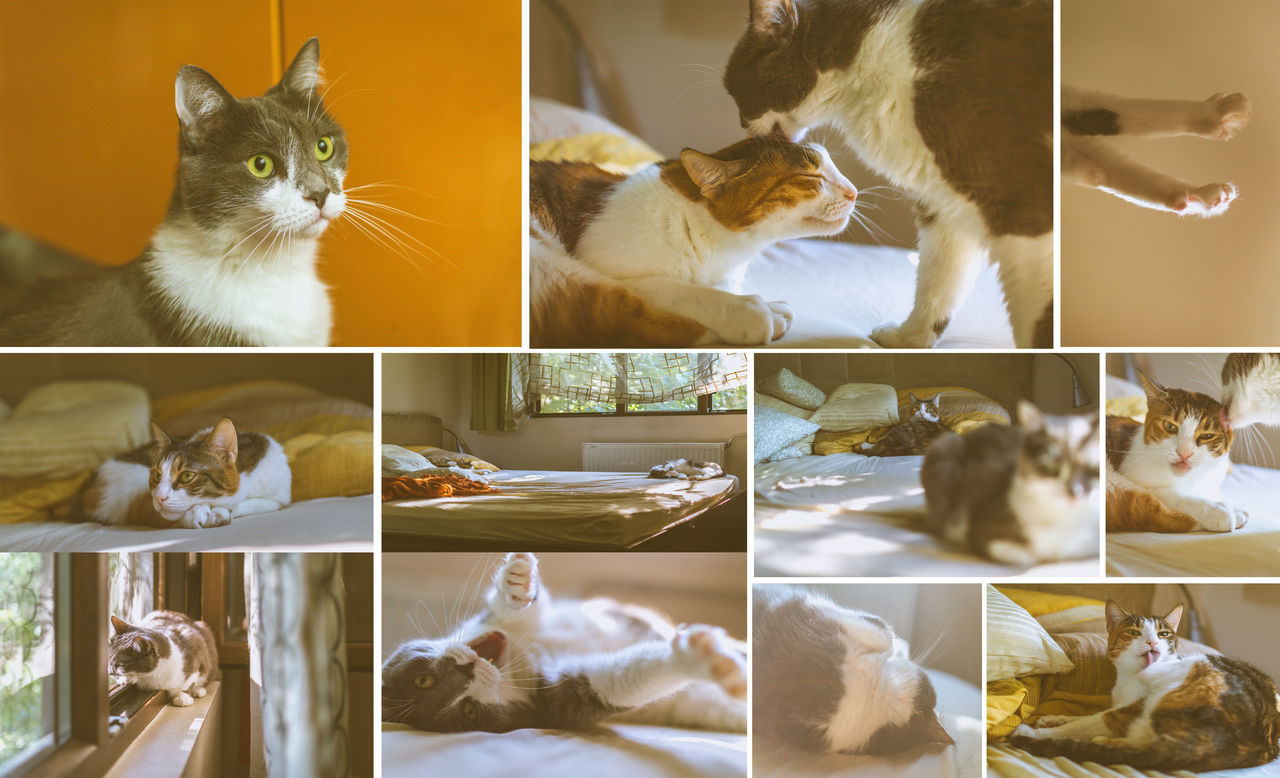 CLOSE-UP OF CAT SITTING ON FLOOR