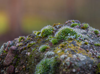 Close-up of moss growing on rock