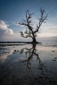 Bare tree by sea against sky during sunset