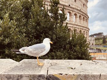 Seagull perching on retaining wall