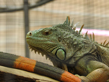 Close-up of lizard