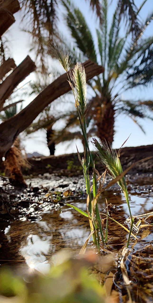 plant, growth, water, nature, no people, beauty in nature, tree, day, close-up, selective focus, focus on foreground, tranquility, lake, outdoors, green color, land, leaf, reflection, plant stem