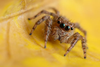 Extreme close-up of jumping spider on yellow leaf