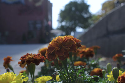 Close-up of yellow flowering plant