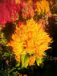 Close-up of yellow flowering plant