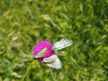 Close-up of butterfly on purple flower