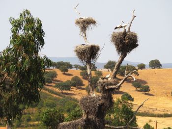 Trees on landscape against clear sky