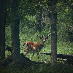 Deer in a forest