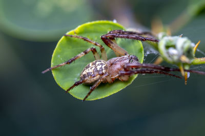 Close-up of insect on leaf