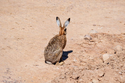 Hare - jackrabbit - rabbit in arrid sandy terrain