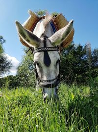 Close-up of horse on field against clear sky