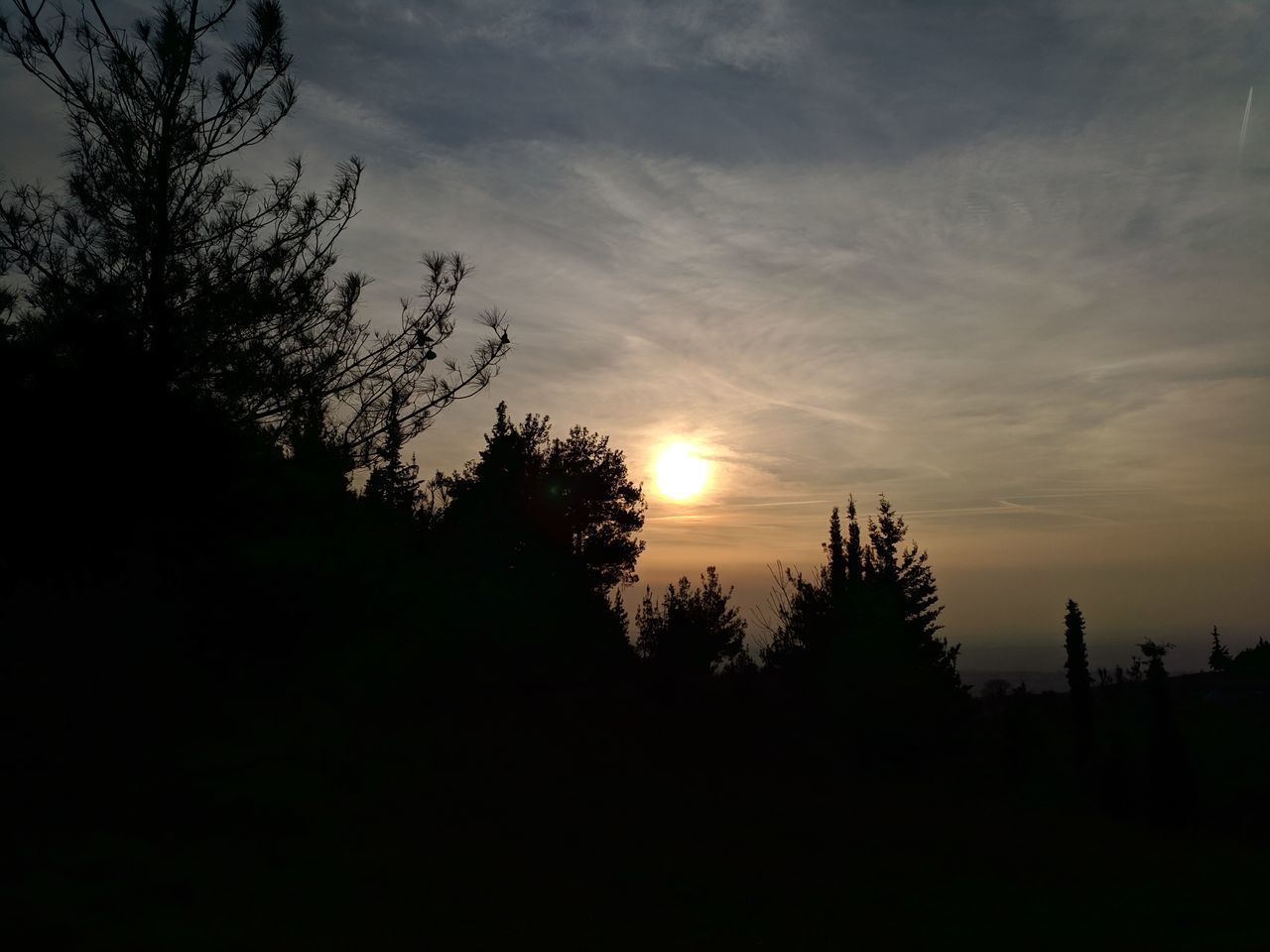 SILHOUETTE OF TREES AT SUNSET