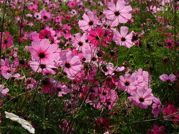 Purple flowers blooming outdoors