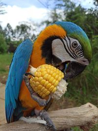 Close-up of a bird