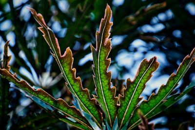 Close-up of plant