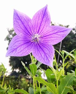 Close-up of purple flower blooming outdoors