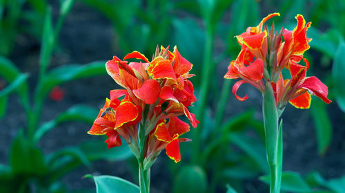 Close-up of orange flowering plant