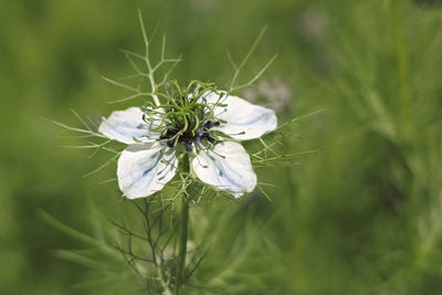 Close-up of white dandelion flower