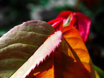 Close-up of leaves against blurred background