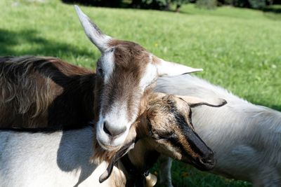 Goats in grass