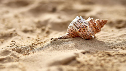 Close-up of seashell on beach