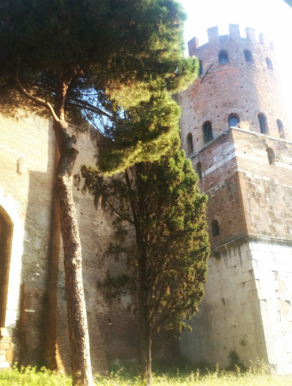 architecture, building exterior, built structure, tree, low angle view, tree trunk, growth, building, old, tower, day, outdoors, no people, branch, sky, history, tall - high, nature, wall - building feature, sunlight