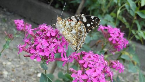 Close-up of butterfly perching on flower