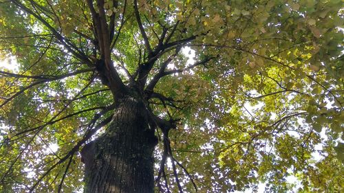 Low angle view of trees against sky