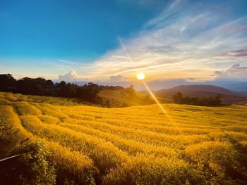 Scenic view of agricultural field against sky at sunset