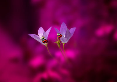 Close-up of insect pollinating on pink flower