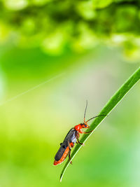 Close-up of insect on plant