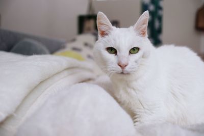 Close-up portrait of a cat