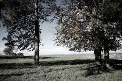 Trees on field against sky