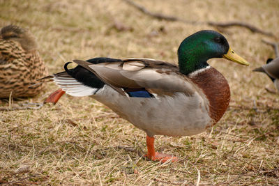 Close-up of mallard duck on field