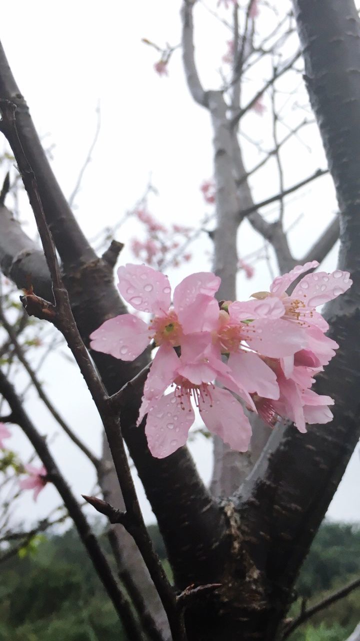 pink color, flower, fragility, growth, nature, tree, beauty in nature, petal, close-up, flower head, no people, outdoors, day, branch, low angle view, freshness, sky, rhododendron