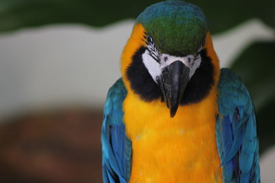 Close-up of gold and blue macaw