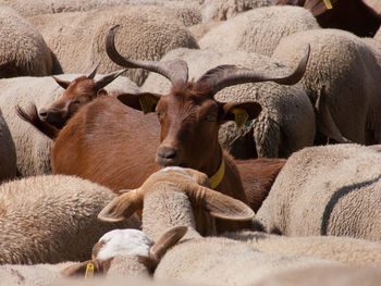 Full frame shot of goats and sheep at farm