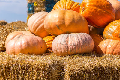 Close-up of pumpkins on field