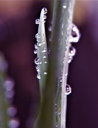 Close-up of water drops on plant