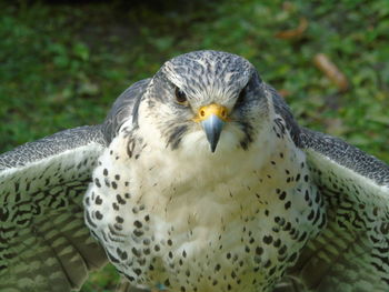 Close-up of owl perching on outdoors