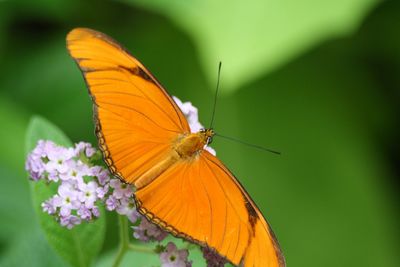 Close-up of butterfly pollinating on flower