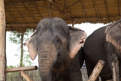 View of elephant in zoo