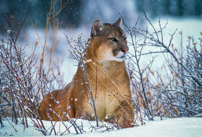 Lion sitting on snow during winter