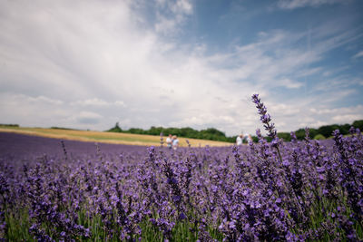 Purple flowering plants on field against sky