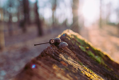 Close-up of snail on tree trunk