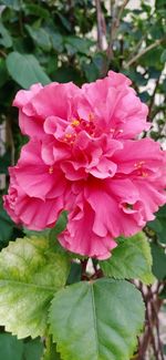 Close-up of pink flowering plant