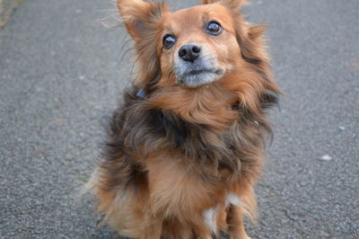 Portrait of dog